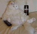 Click image for larger version

Name:	fatcat with guiness.JPG
Views:	2
Size:	13.5 KB
ID:	169401