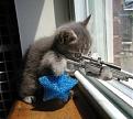 Click image for larger version

Name:	cat.jpg
Views:	102
Size:	46.6 KB
ID:	167941