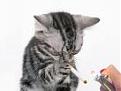 Click image for larger version

Name:	smoking_cat.jpg
Views:	73
Size:	2.7 KB
ID:	170863